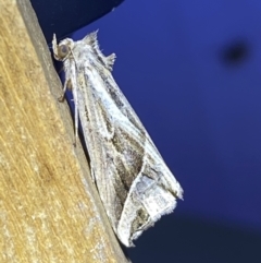 Lophotoma diagrapha (Double-line Snout Moth) at Jerrabomberra, NSW - 8 Jan 2023 by Steve_Bok