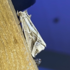 Lophotoma diagrapha at Jerrabomberra, NSW - 8 Jan 2023