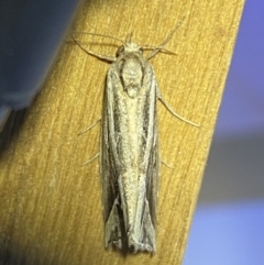 Lophotoma diagrapha at Jerrabomberra, NSW - 8 Jan 2023