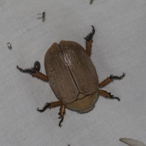 Anoplognathus sp. (genus) at Higgins, ACT - 24 Dec 2022