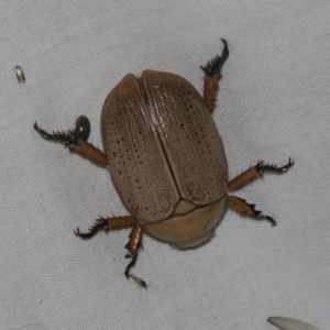 Anoplognathus sp. (genus) at Higgins, ACT - 24 Dec 2022