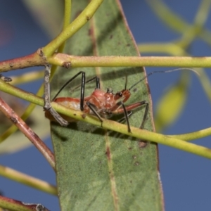 Gminatus australis at Higgins, ACT - 23 Dec 2022