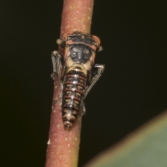 Eurymelinae (subfamily) (Unidentified eurymeline leafhopper) at Higgins, ACT - 23 Dec 2022 by AlisonMilton