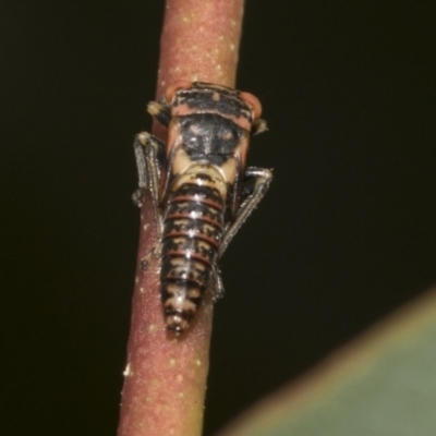 Eurymelinae (subfamily) (Unidentified eurymeline leafhopper) at Higgins, ACT - 23 Dec 2022 by AlisonMilton