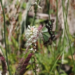 Graphium macleayanum at Cotter River, ACT - 9 Jan 2023