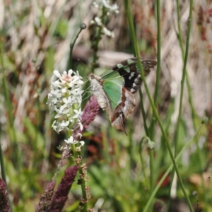 Graphium macleayanum at Cotter River, ACT - 9 Jan 2023