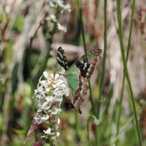 Graphium macleayanum at Cotter River, ACT - 9 Jan 2023