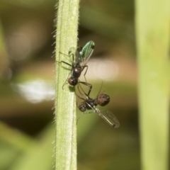 Parapalaeosepsis plebeia (Ant fly) at Higgins, ACT - 22 Dec 2022 by AlisonMilton