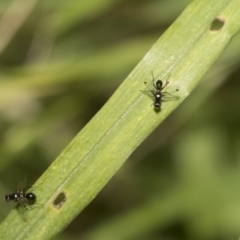 Parapalaeosepsis plebeia at Higgins, ACT - 23 Dec 2022 10:08 AM