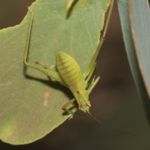 Caedicia simplex at Higgins, ACT - 23 Dec 2022