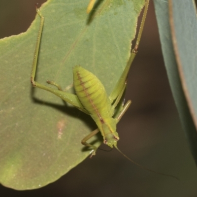 Caedicia simplex (Common Garden Katydid) at Higgins, ACT - 23 Dec 2022 by AlisonMilton