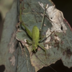 Caedicia simplex at Higgins, ACT - 23 Dec 2022