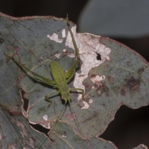 Caedicia simplex at Higgins, ACT - 23 Dec 2022