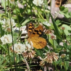 Heteronympha solandri (Solander's Brown) at Cotter River, ACT - 9 Jan 2023 by RAllen