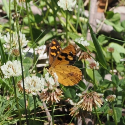 Heteronympha solandri (Solander's Brown) at Cotter River, ACT - 9 Jan 2023 by RAllen