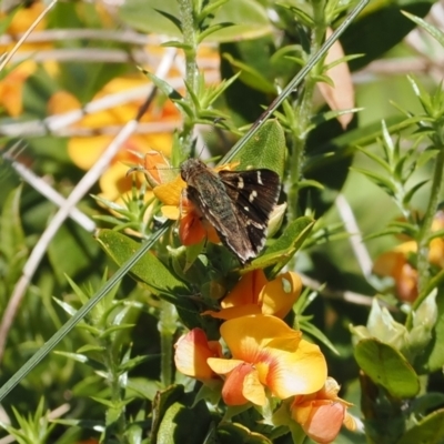 Pasma tasmanica (Two-spotted Grass-skipper) at Cotter River, ACT - 9 Jan 2023 by RAllen