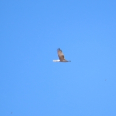 Circus approximans (Swamp Harrier) at Breadalbane, NSW - 11 Jan 2023 by BenW