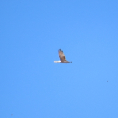 Circus approximans (Swamp Harrier) at Breadalbane, NSW - 11 Jan 2023 by BenW
