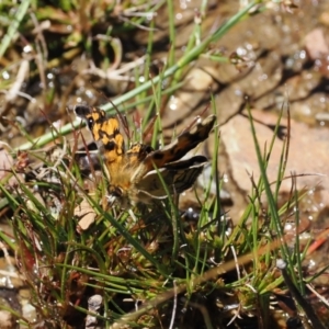 Heteronympha cordace at Cotter River, ACT - 9 Jan 2023