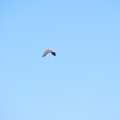 Haliaeetus leucogaster (White-bellied Sea-Eagle) at Breadalbane, NSW - 11 Jan 2023 by TomW