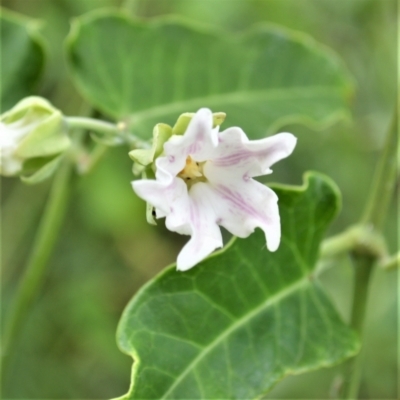 Araujia sericifera (Moth Plant) at Jerrara, NSW - 11 Jan 2023 by plants