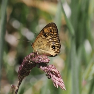 Heteronympha cordace at Cotter River, ACT - 9 Jan 2023