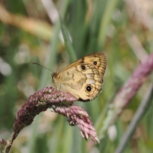 Heteronympha cordace at Cotter River, ACT - 9 Jan 2023 12:31 PM