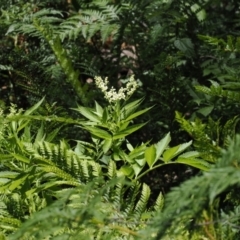 Sambucus gaudichaudiana (White Elder Berry) at Cotter River, ACT - 10 Jan 2023 by RAllen