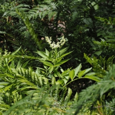 Sambucus gaudichaudiana (White Elder Berry) at Cotter River, ACT - 10 Jan 2023 by RAllen