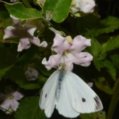 Pieris rapae (Cabbage White) at Jerrara, NSW - 11 Jan 2023 by plants