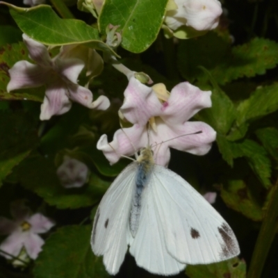 Pieris rapae (Cabbage White) at Jerrara, NSW - 11 Jan 2023 by plants