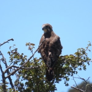 Falco berigora at Breadalbane, NSW - 11 Jan 2023