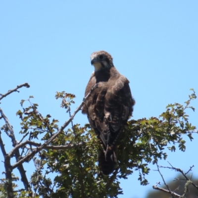Falco berigora (Brown Falcon) at Breadalbane, NSW - 11 Jan 2023 by BenW