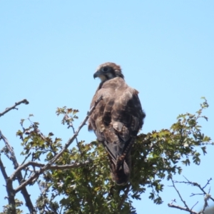 Falco berigora at Breadalbane, NSW - 11 Jan 2023