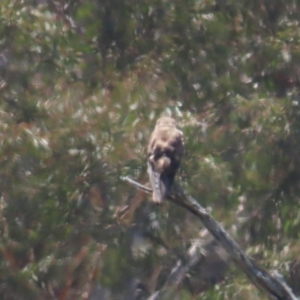 Falco berigora at Breadalbane, NSW - 11 Jan 2023