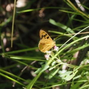 Heteronympha solandri at Cotter River, ACT - 10 Jan 2023