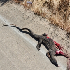 Varanus varius (Lace Monitor) at Coolac, NSW - 3 Dec 2022 by AaronClausen