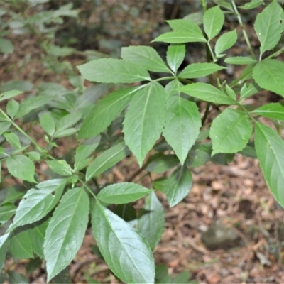 Sambucus australasica (Native Elderberry, Yellow Elderberry, Native Elder) at Jerrara, NSW - 11 Jan 2023 by plants