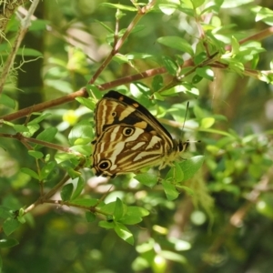 Oreixenica kershawi at Cotter River, ACT - 10 Jan 2023