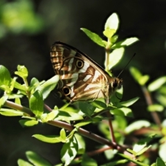 Oreixenica kershawi at Cotter River, ACT - 10 Jan 2023