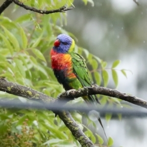 Trichoglossus moluccanus at Higgins, ACT - 22 Dec 2022