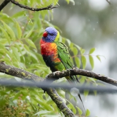 Trichoglossus moluccanus (Rainbow Lorikeet) at Higgins, ACT - 21 Dec 2022 by AlisonMilton