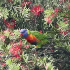 Trichoglossus moluccanus at Higgins, ACT - 22 Dec 2022