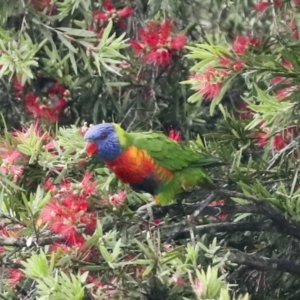 Trichoglossus moluccanus at Higgins, ACT - 22 Dec 2022 10:16 AM