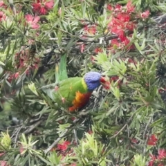 Trichoglossus moluccanus at Higgins, ACT - 22 Dec 2022