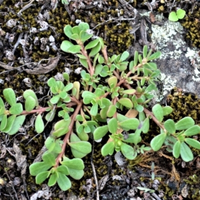 Portulaca oleracea (Munyeroo ,Pigweed, Purslane) at Jerrara, NSW - 11 Jan 2023 by plants