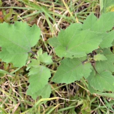 Xanthium occidentale (Noogoora Burr, Cockle Burr) at Jerrara, NSW - 11 Jan 2023 by plants