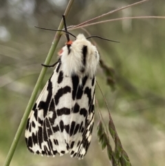 Ardices glatignyi (Black and White Tiger Moth (formerly Spilosoma)) at Cotter River, ACT - 6 Jan 2023 by AJB