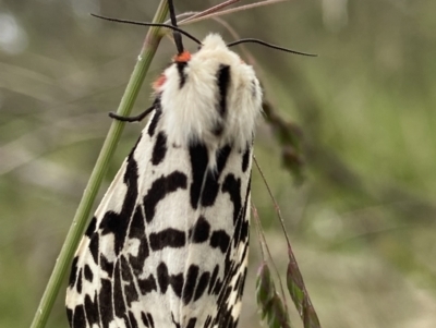 Ardices glatignyi (Black and White Tiger Moth (formerly Spilosoma)) at Cotter River, ACT - 6 Jan 2023 by AJB