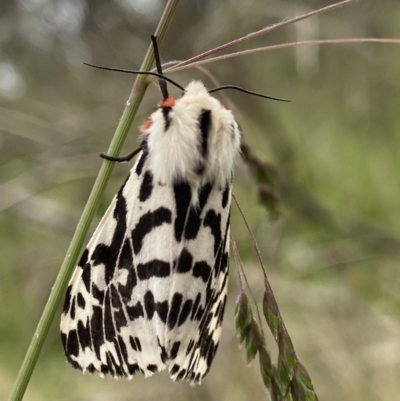 Ardices glatignyi (Black and White Tiger Moth (formerly Spilosoma)) at Cotter River, ACT - 6 Jan 2023 by AJB